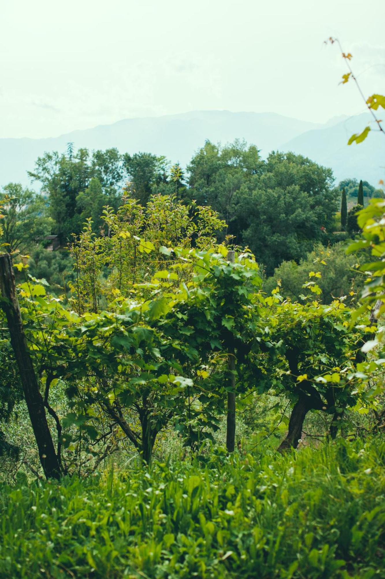 Asolo Norah'S Hill Agri Rooms Monfumo المظهر الخارجي الصورة
